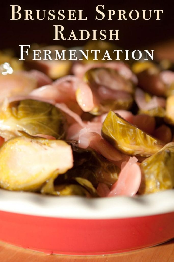 Brussel Sprout Radish Fermentation | Fermentation Recipe